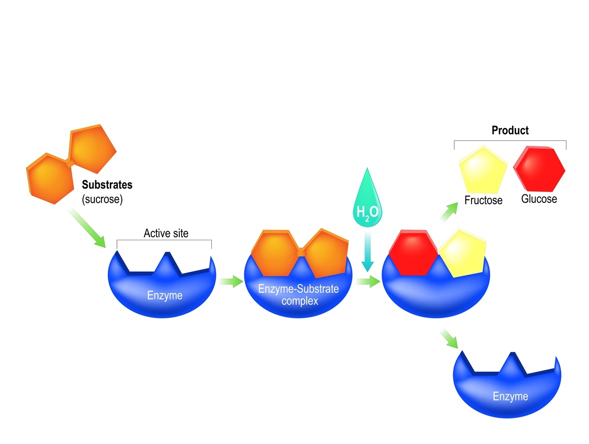 catalysts-enzymes-overview-examples-expii