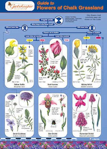 reference chemistry form Guide To Chalk Grassland Flowers  Identifying ASE Of